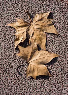 Two Autumn Leaves on Textured Surface