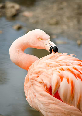 Pink Flamingo Portrait