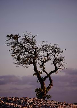 Lonely Tree at Dusk