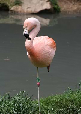 Pink Flamingo Standing on One Leg