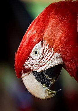 Scarlet Macaw Close-Up Portrait
