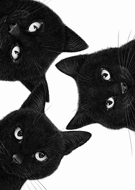 Three Black Cats Staring Down