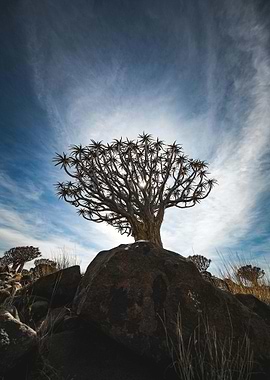 Quiver Tree on Rocky Outcrop