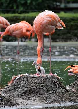 Flamingo with chick on nest