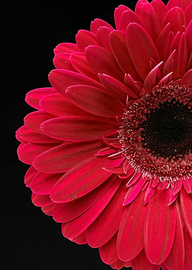 Close-up of a Red Gerbera Daisy