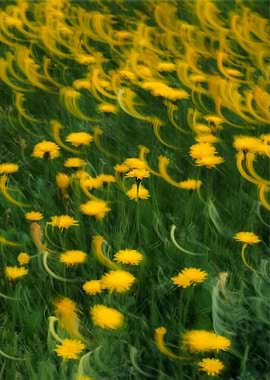 Dandelions in Motion