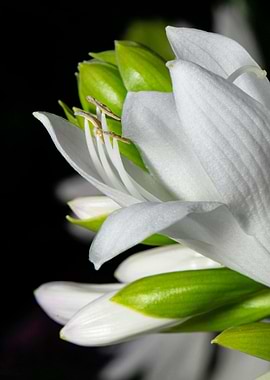 White Flower with Green Buds