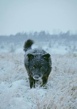 Dog in Winter Wonderland