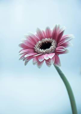 Pink Gerbera Daisy Flower Close-Up