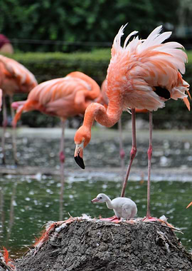 Flamingo with chick on nest