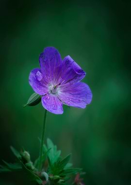 Purple Flower with Water Droplets