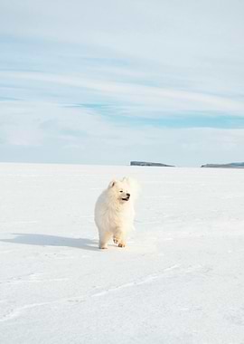 Samoyed dog running in snowy landscape