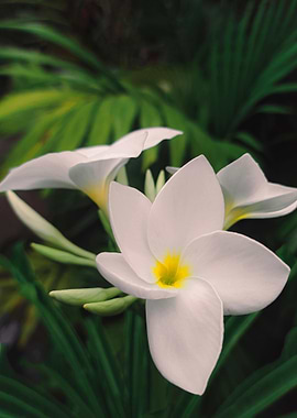White Plumeria Flowers with Green Leaves