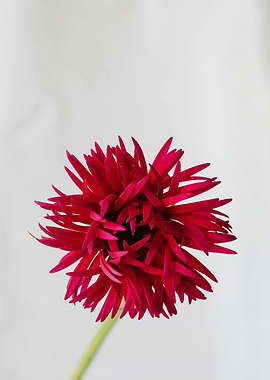 Red Dahlia Flower Close-Up