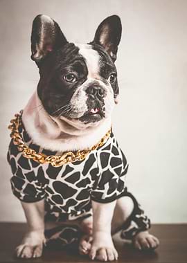 Dapper French Bulldog with Gold Chain