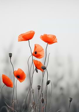 Red Poppies in Gray Field