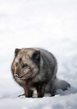 Arctic Fox in Winter Snow