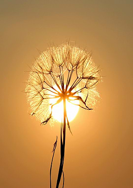 Dandelion Silhouette Against Golden Sunset