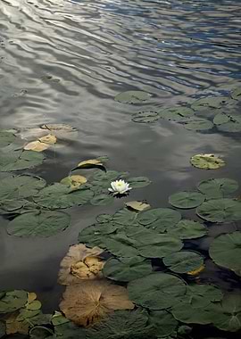 Water Lily on a Pond