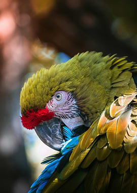 Close-up of a Colorful Parrot