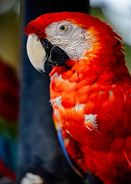 Scarlet Macaw Portrait