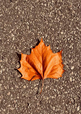 Orange Leaf on Asphalt