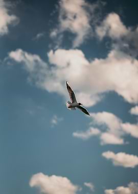 Seagull Flying in Cloudy Blue Sky