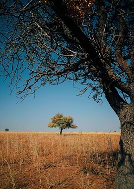 Trees in a field under blue sky
