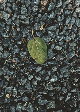 Green Leaf on Dark Rocks