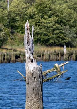 Weathered wooden posts in blue water