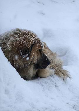 Dog Resting in Snow