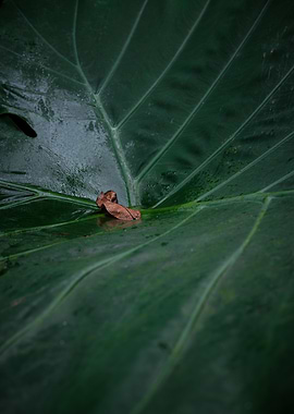 Fallen leaf