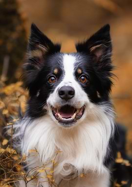 Happy Border Collie Portrait in Autumn