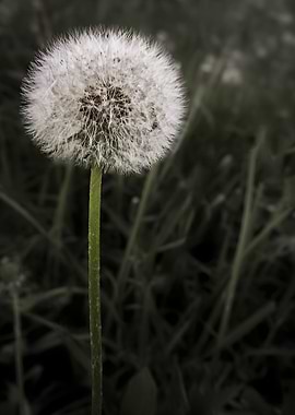 Dandelion Seed Head Close-Up