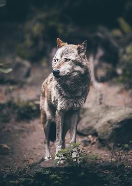 Wolf Portrait in Natural Habitat