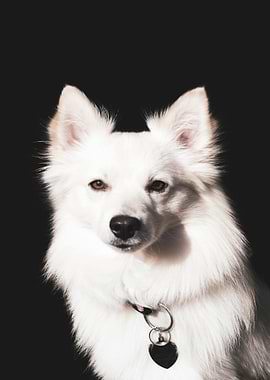 White Dog Portrait on Black Background