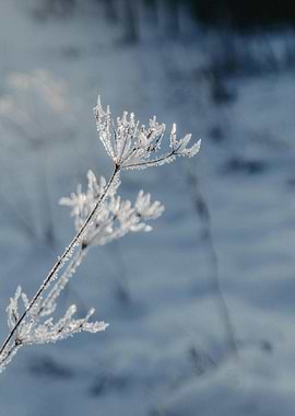 Frosted plant in winter landscape