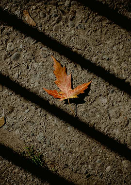 Autumn Leaf on Concrete with Shadows