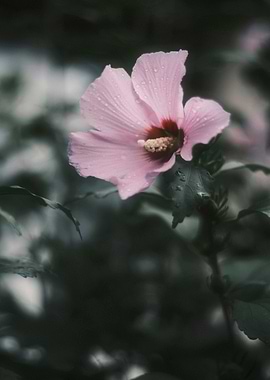 Pink Hibiscus Flower with Water Droplets