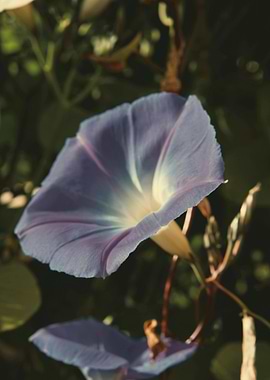 Purple Morning Glory Flower Close-Up
