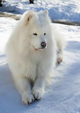 Samoyed dog resting in the snow