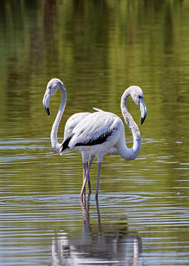 Two Flamingos in Water