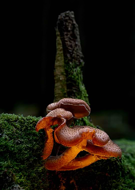 Mushrooms on Mossy Log in Forest