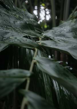 Lush Green Leaves with Water Droplets