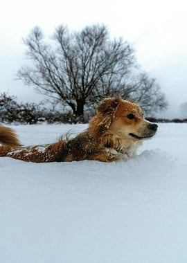 Dog in Snow