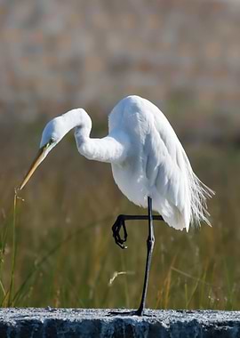 Great Egret Standing on One Leg