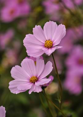 Pink Cosmos Flowers in Bloom