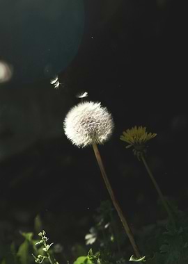 Dandelion in Dark