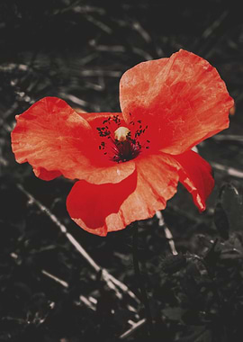 Vibrant Red Poppy Flower Close-Up