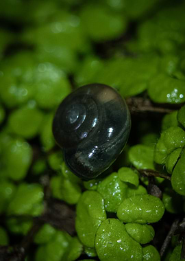 Snail Shell on Green Plants